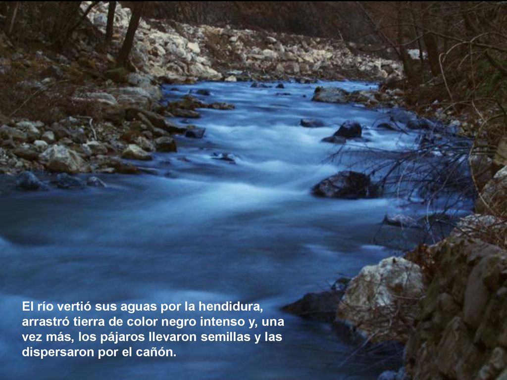 El río vertió sus aguas por la hendidura, arrastró tierra de color negro intenso y, una vez más, los pájaros llevaron semillas y las dispersaron por el cañón.