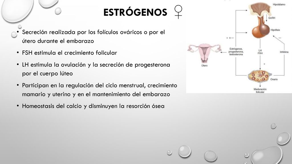 ESTRÓGENOS ♀ Secreción realizada por los folículos ováricos o por el útero durante el embarazo. FSH estimula el crecimiento folicular.