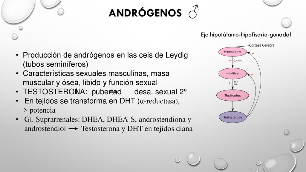 ANDRÓGENOS ♂ Eje hipotálamo-hipofisario-gonadal. Producción de andrógenos en las cels de Leydig (tubos seminíferos)