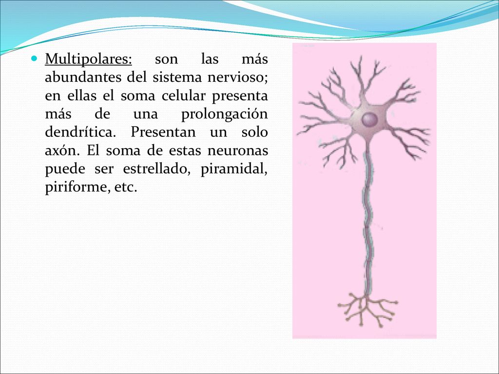 Multipolares: son las más abundantes del sistema nervioso; en ellas el soma celular presenta más de una prolongación dendrítica.