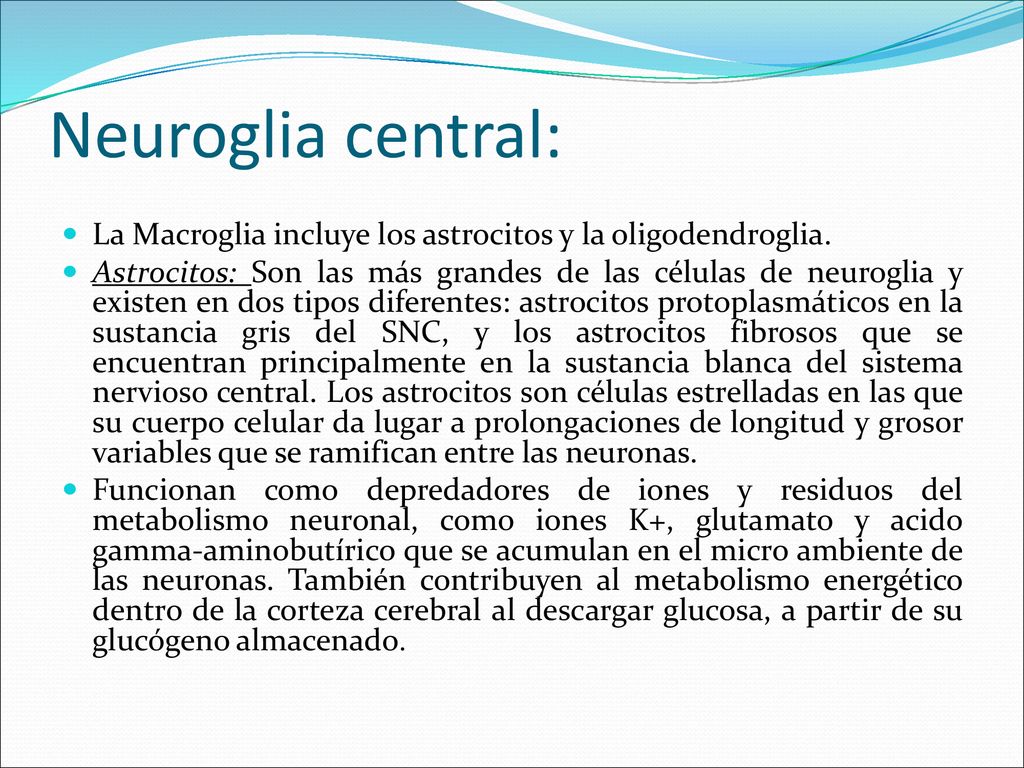 Neuroglia central: La Macroglia incluye los astrocitos y la oligodendroglia.