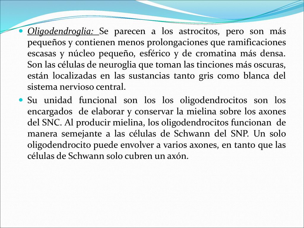 Oligodendroglia: Se parecen a los astrocitos, pero son más pequeños y contienen menos prolongaciones que ramificaciones escasas y núcleo pequeño, esférico y de cromatina más densa. Son las células de neuroglia que toman las tinciones más oscuras, están localizadas en las sustancias tanto gris como blanca del sistema nervioso central.