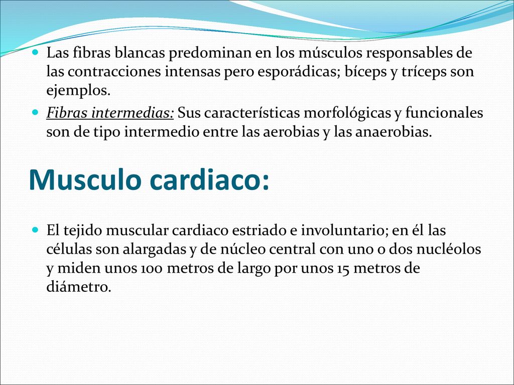 Las fibras blancas predominan en los músculos responsables de las contracciones intensas pero esporádicas; bíceps y tríceps son ejemplos.