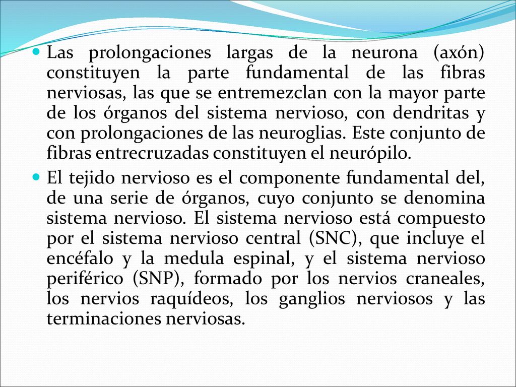 Las prolongaciones largas de la neurona (axón) constituyen la parte fundamental de las fibras nerviosas, las que se entremezclan con la mayor parte de los órganos del sistema nervioso, con dendritas y con prolongaciones de las neuroglias. Este conjunto de fibras entrecruzadas constituyen el neurópilo.