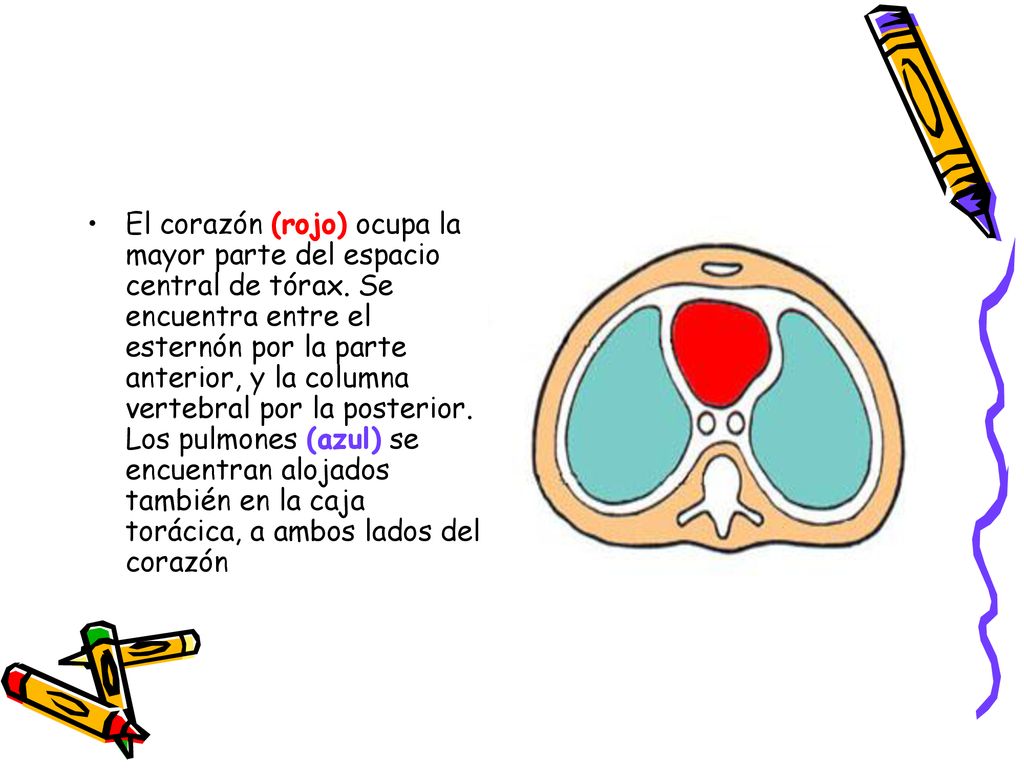 El corazón (rojo) ocupa la mayor parte del espacio central de tórax
