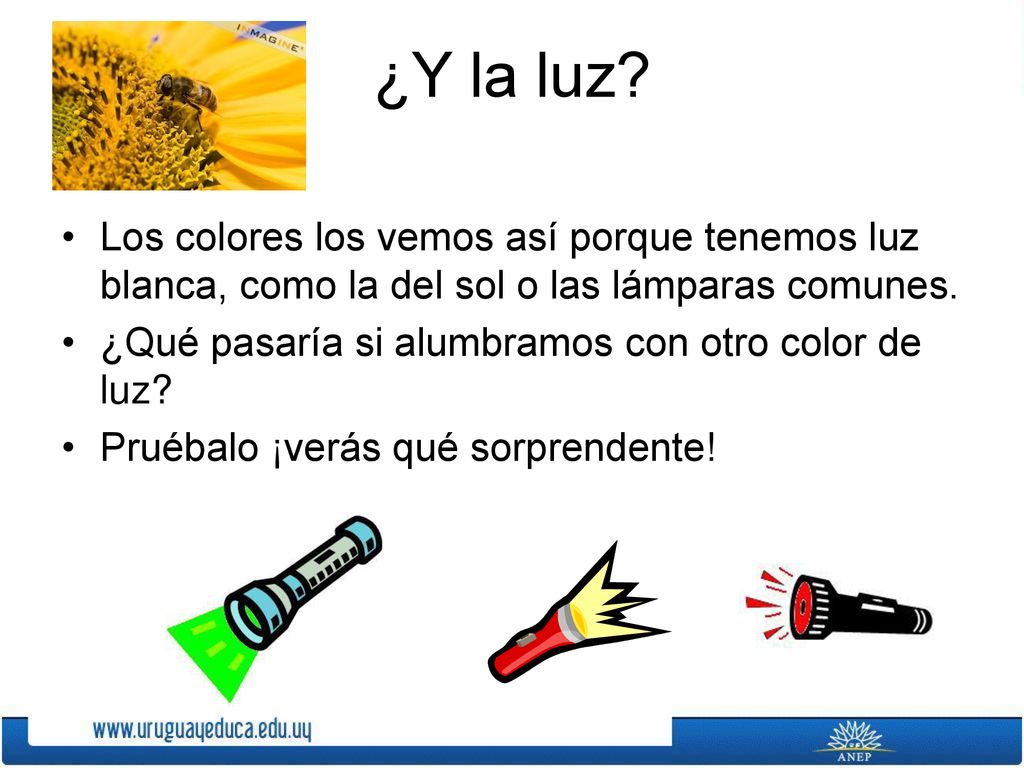 ¿Y la luz Los colores los vemos así porque tenemos luz blanca, como la del sol o las lámparas comunes.