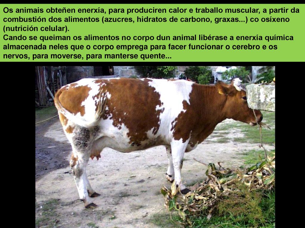 Os animais obteñen enerxía, para produciren calor e traballo muscular, a partir da combustión dos alimentos (azucres, hidratos de carbono, graxas...) co osíxeno (nutrición celular).