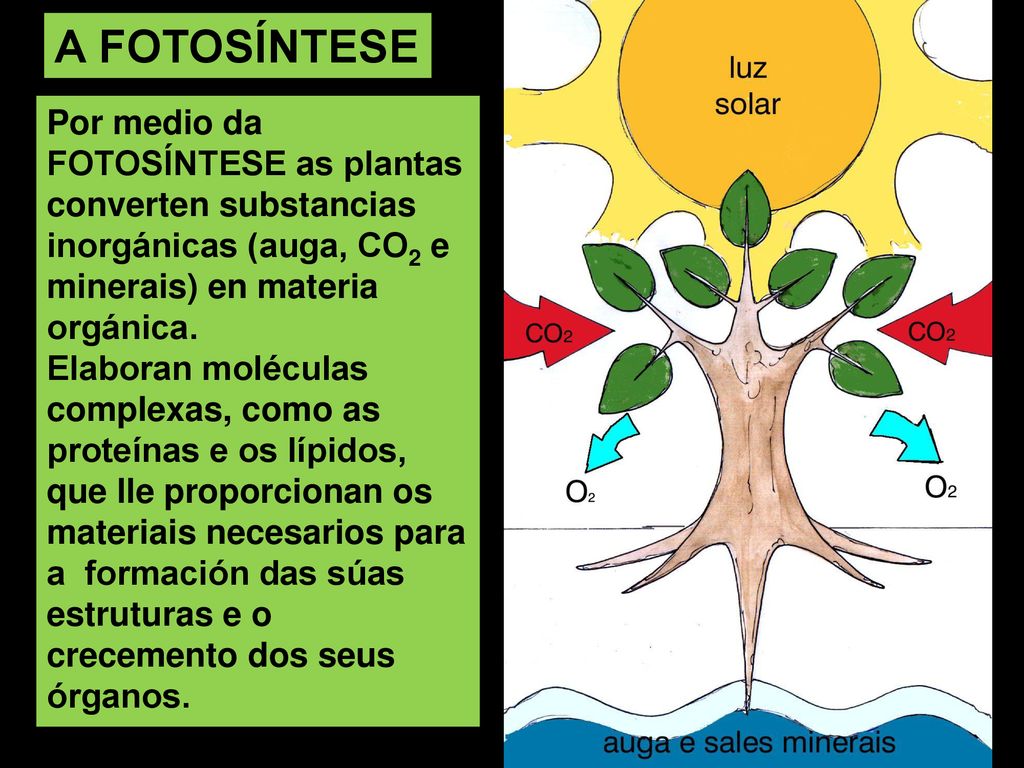 A FOTOSÍNTESE Por medio da FOTOSÍNTESE as plantas converten substancias inorgánicas (auga, CO2 e minerais) en materia orgánica.