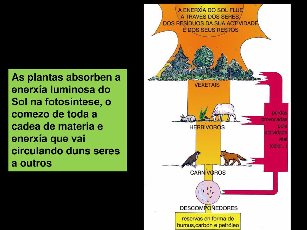 As plantas absorben a enerxía luminosa do Sol na fotosíntese, o comezo de toda a cadea de materia e enerxía que vai circulando duns seres a outros