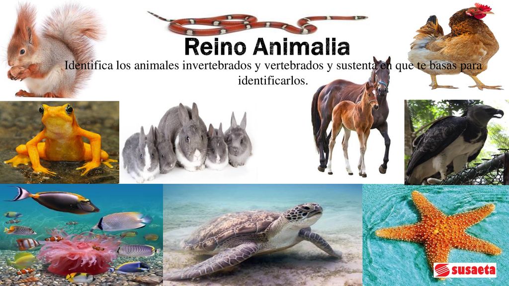 Reino Animalia Identifica los animales invertebrados y vertebrados y sustenta en que te basas para identificarlos.