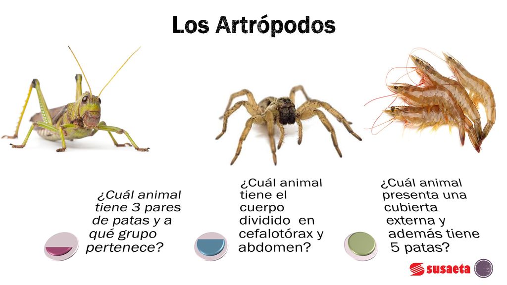 Los Artrópodos ¿Cuál animal tiene 3 pares de patas y a qué grupo pertenece ¿Cuál animal tiene el cuerpo dividido en cefalotórax y abdomen
