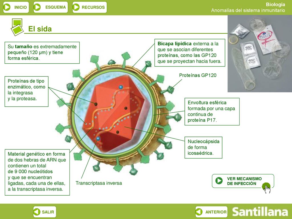 El sida Bicapa lipídica externa a la que se asocian diferentes proteínas, como las GP120 que se proyectan hacia fuera.