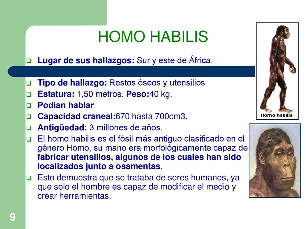 HOMO HABILIS Lugar de sus hallazgos: Sur y este de África.
