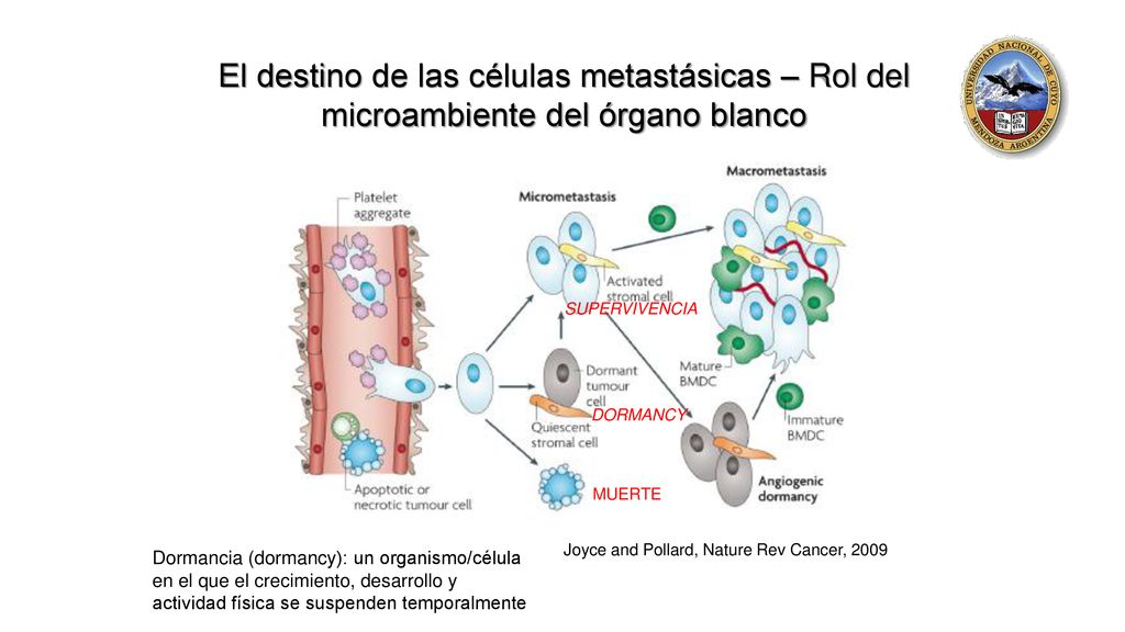 El destino de las células metastásicas – Rol del microambiente del órgano blanco