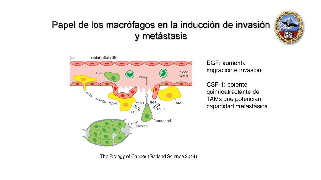 Papel de los macrófagos en la inducción de invasión y metástasis