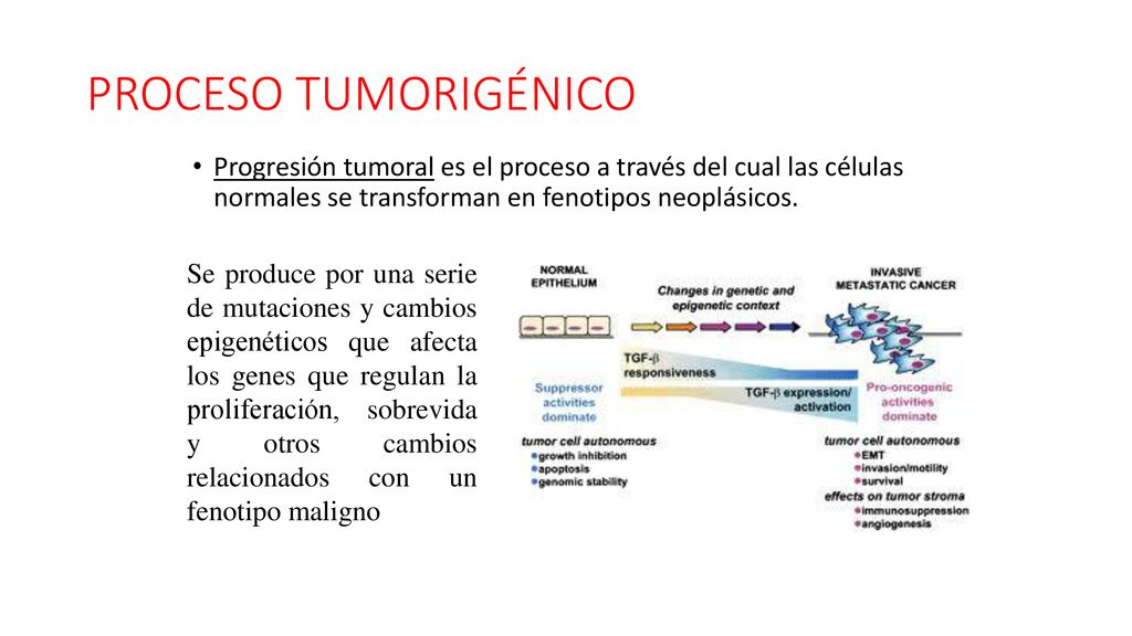 PROCESO TUMORIGÉNICO Progresión tumoral es el proceso a través del cual las células normales se transforman en fenotipos neoplásicos.