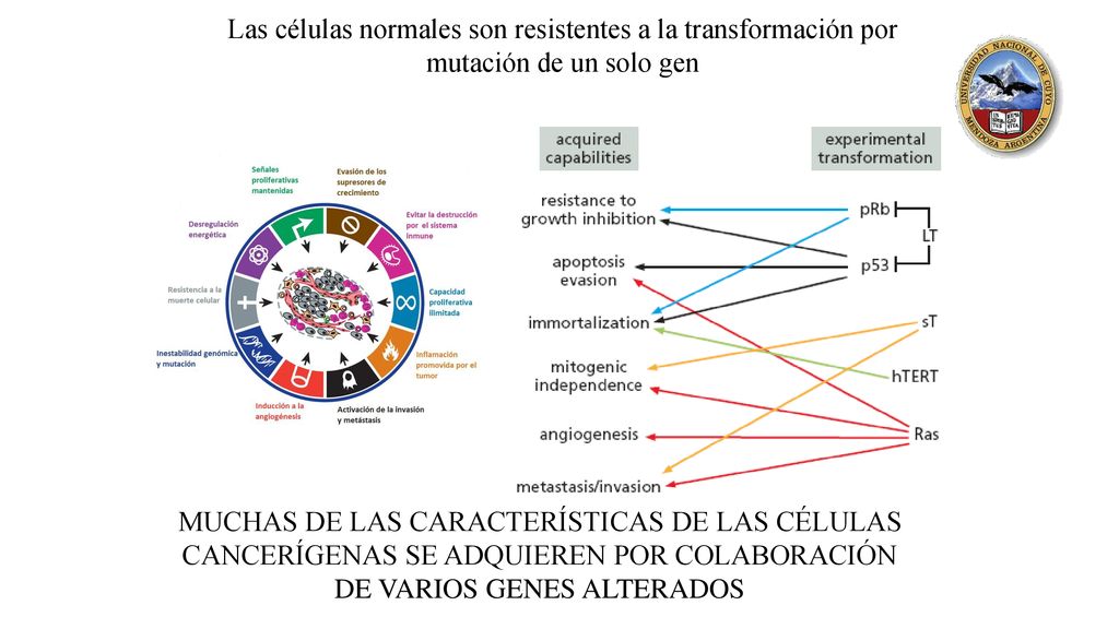 Las células normales son resistentes a la transformación por mutación de un solo gen