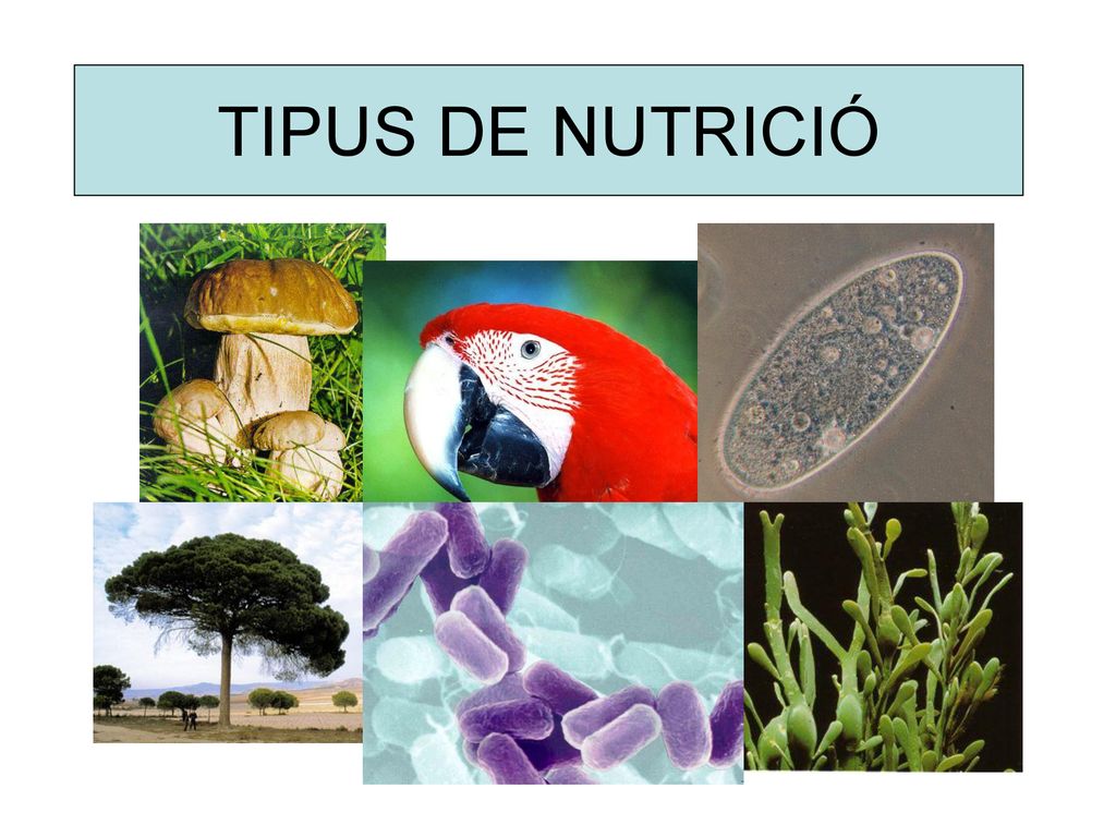 TIPUS DE NUTRICIÓ