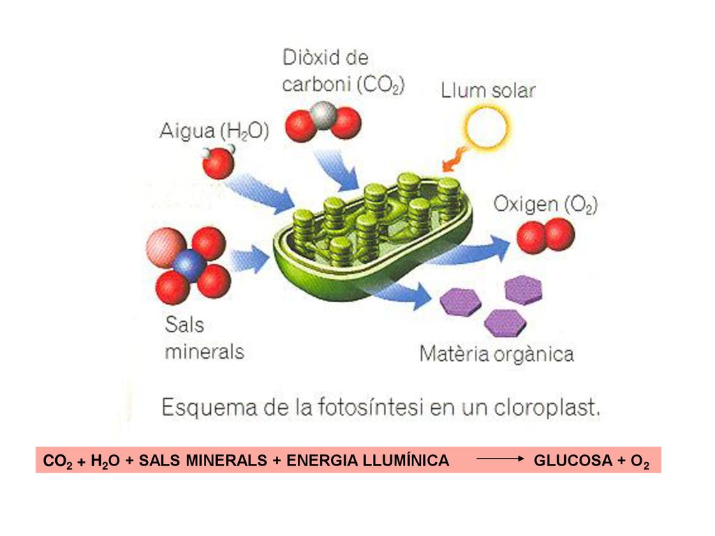 CO2 + H2O + SALS MINERALS + ENERGIA LLUMÍNICA GLUCOSA + O2