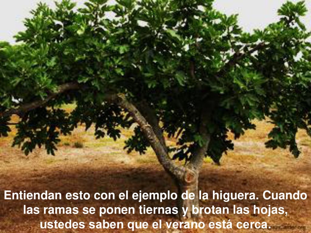 Entiendan esto con el ejemplo de la higuera