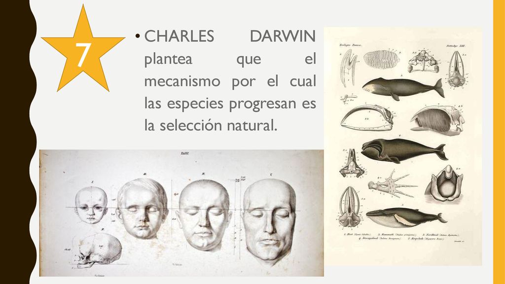 7 CHARLES DARWIN plantea que el mecanismo por el cual las especies progresan es la selección natural.