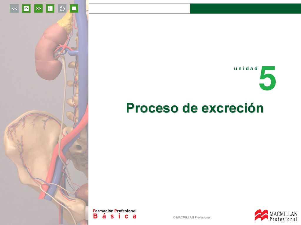 5 u n i d a d Proceso de excreción