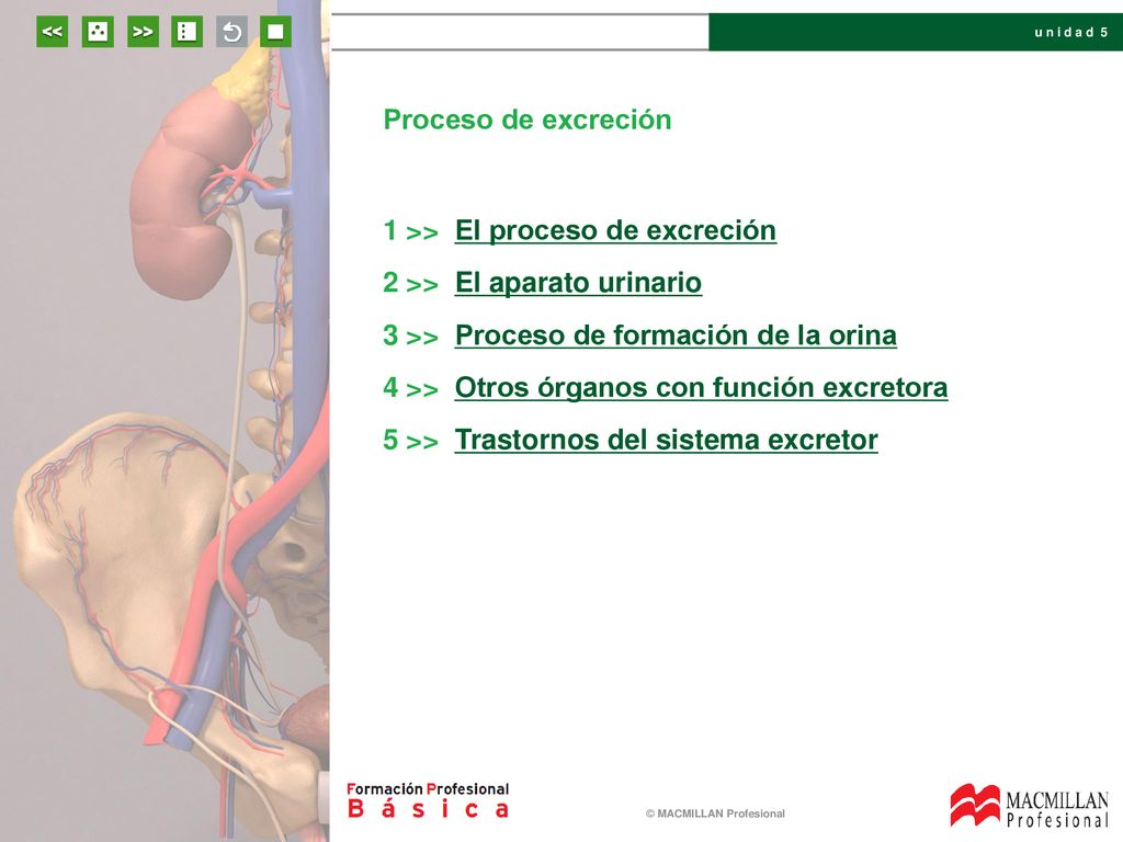 Proceso de excreción 1 >> El proceso de excreción. 2 >> El aparato urinario. 3 >> Proceso de formación de la orina.