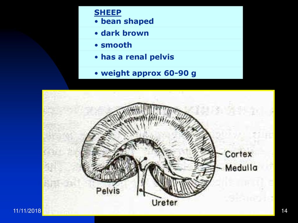 SHEEP bean shaped dark brown smooth has a renal pelvis