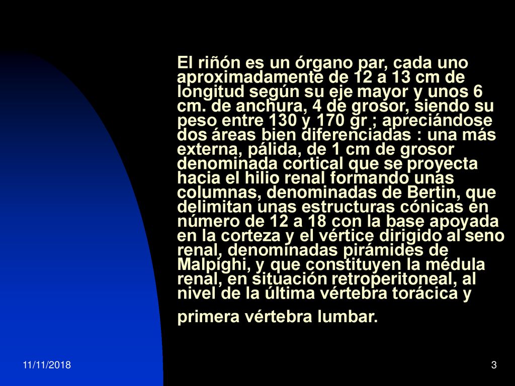 El riñón es un órgano par, cada uno aproximadamente de 12 a 13 cm de longitud según su eje mayor y unos 6 cm. de anchura, 4 de grosor, siendo su peso entre 130 y 170 gr ; apreciándose dos áreas bien diferenciadas : una más externa, pálida, de 1 cm de grosor denominada cortical que se proyecta hacia el hilio renal formando unas columnas, denominadas de Bertin, que delimitan unas estructuras cónicas en número de 12 a 18 con la base apoyada en la corteza y el vértice dirigido al seno renal, denominadas pirámides de Malpighi, y que constituyen la médula renal, en situación retroperitoneal, al nivel de la última vértebra torácica y primera vértebra lumbar.