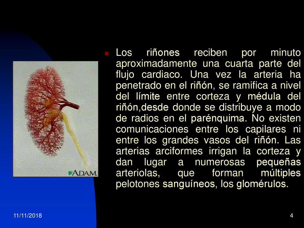 Los riñones reciben por minuto aproximadamente una cuarta parte del flujo cardiaco. Una vez la arteria ha penetrado en el riñón, se ramifica a nivel del límite entre corteza y médula del riñón,desde donde se distribuye a modo de radios en el parénquima. No existen comunicaciones entre los capilares ni entre los grandes vasos del riñón. Las arterias arciformes irrigan la corteza y dan lugar a numerosas pequeñas arteriolas, que forman múltiples pelotones sanguíneos, los glomérulos.