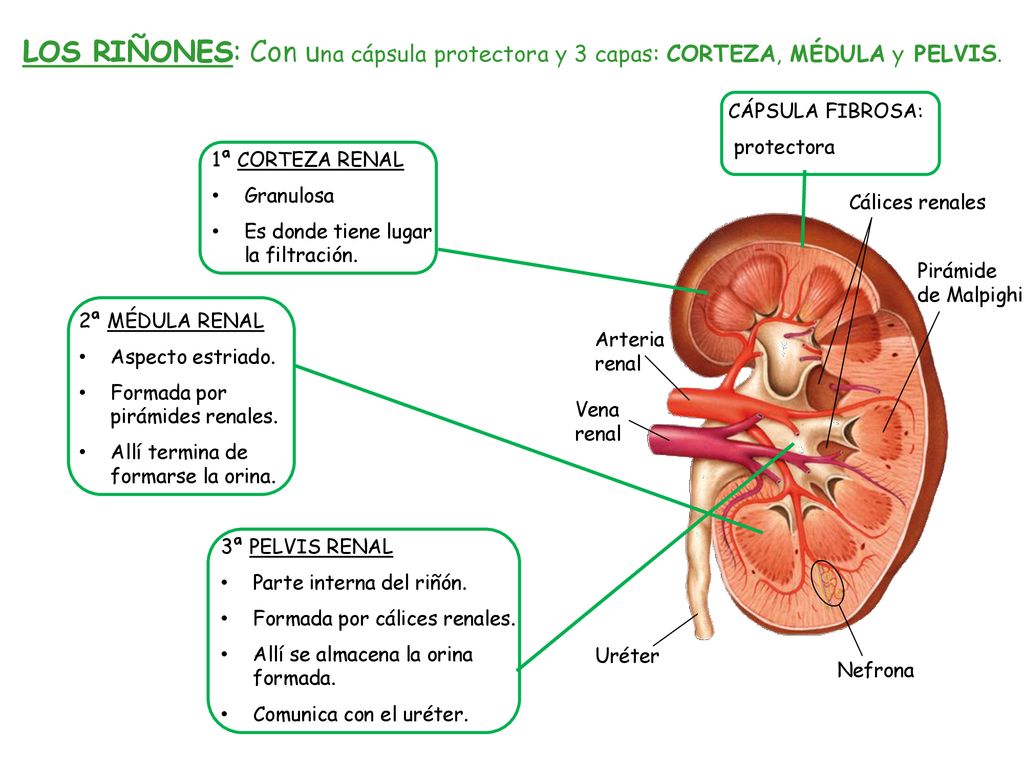 LOS RIÑONES: Con una cápsula protectora y 3 capas: CORTEZA, MÉDULA y PELVIS.