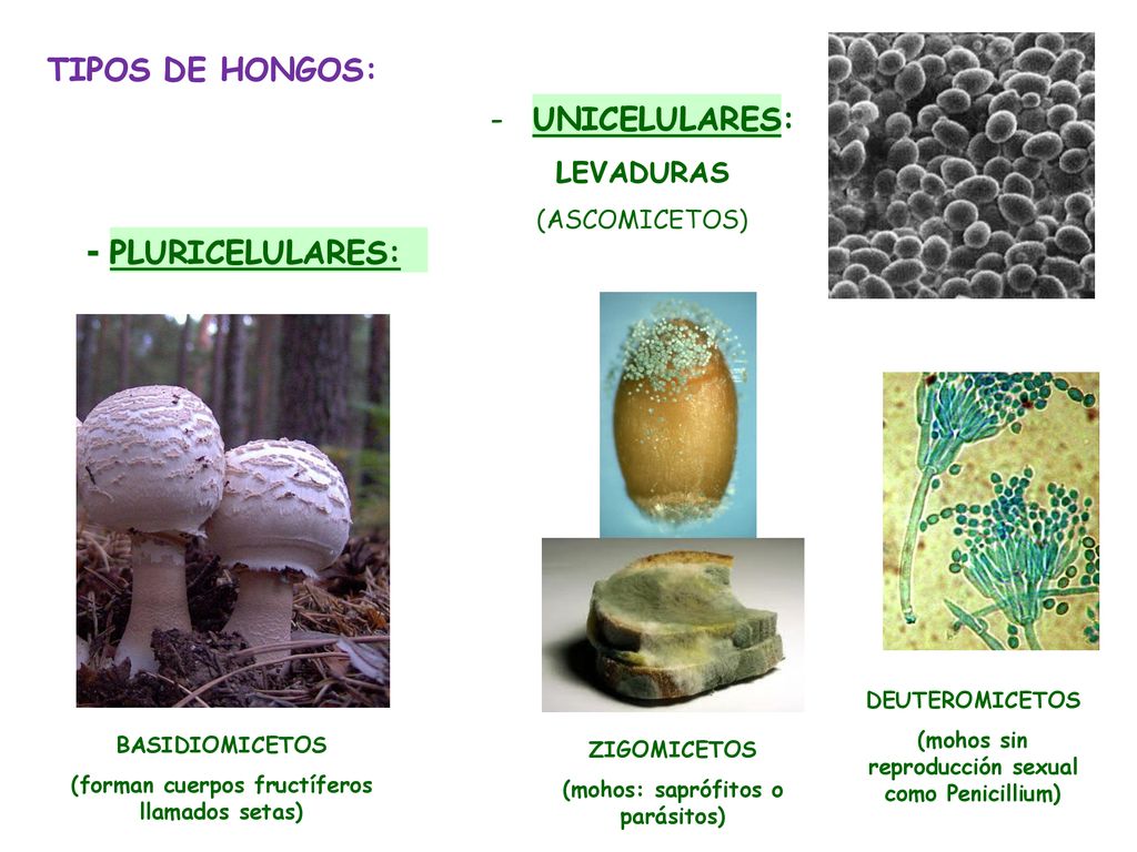 - PLURICELULARES: TIPOS DE HONGOS: UNICELULARES: LEVADURAS