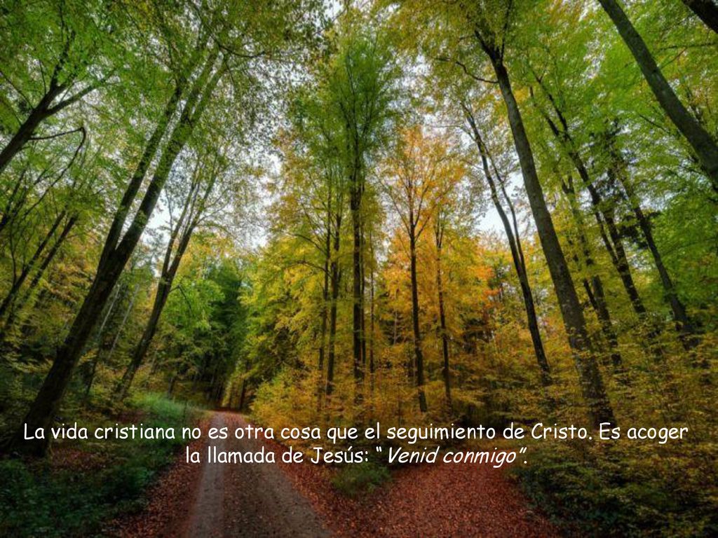 La vida cristiana no es otra cosa que el seguimiento de Cristo