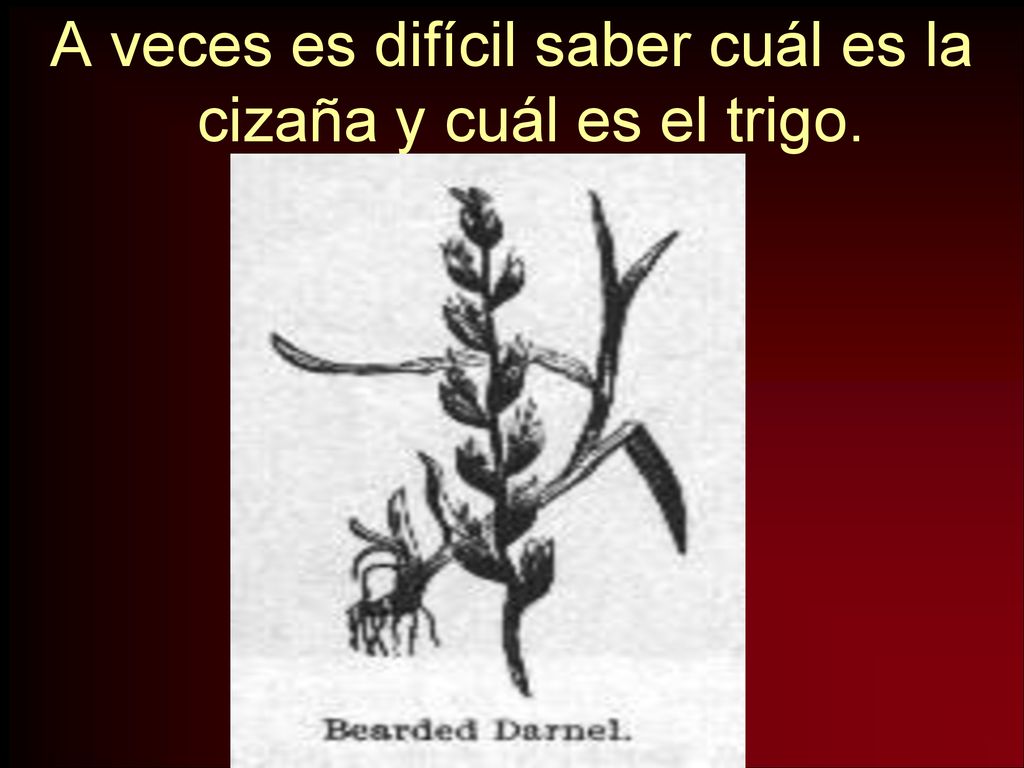 A veces es difícil saber cuál es la cizaña y cuál es el trigo.