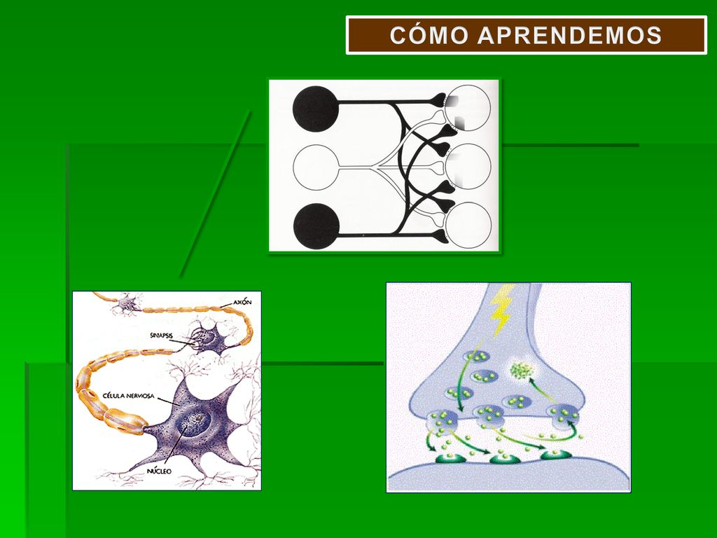 CÓMO APRENDEMOS 12