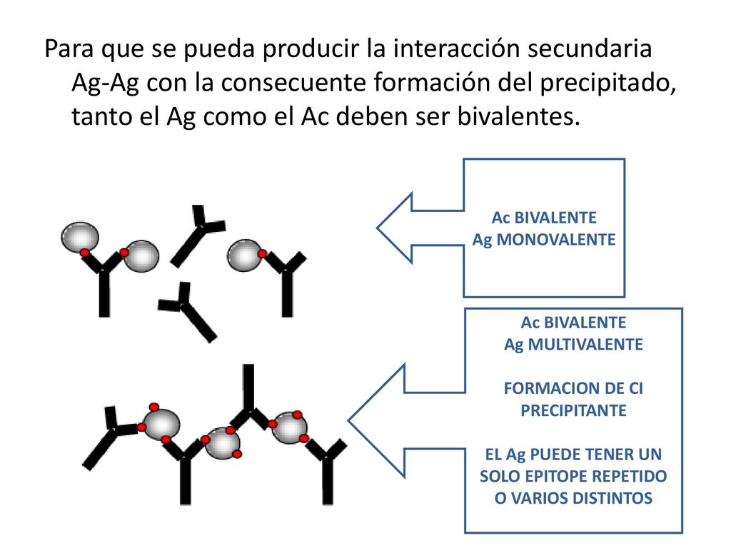Para que se pueda producir la interacción secundaria Ag-Ag con la consecuente formación del precipitado, tanto el Ag como el Ac deben ser bivalentes.