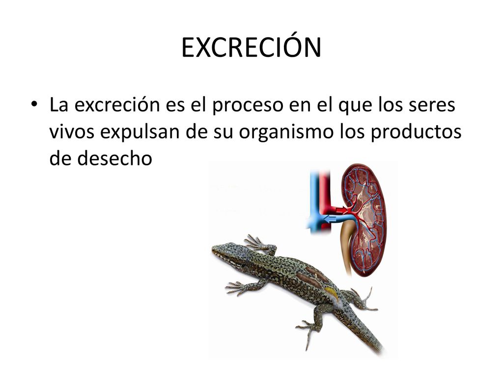EXCRECIÓN La excreción es el proceso en el que los seres vivos expulsan de su organismo los productos de desecho.