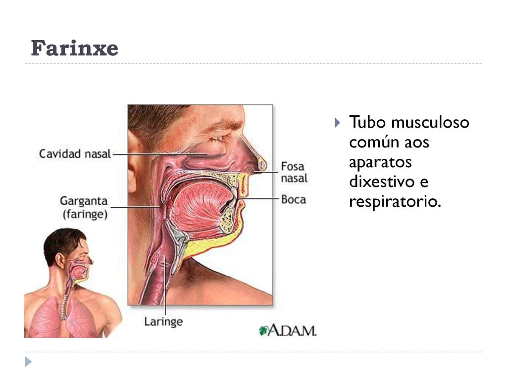 Farinxe Tubo musculoso común aos aparatos dixestivo e respiratorio.