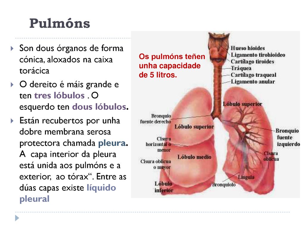 Pulmóns Son dous órganos de forma cónica, aloxados na caixa torácica