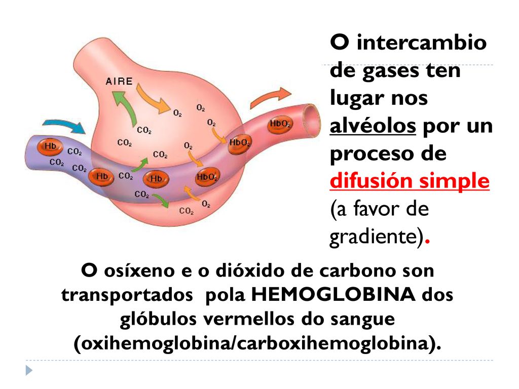 O intercambio de gases ten lugar nos alvéolos por un proceso de difusión simple (a favor de gradiente).