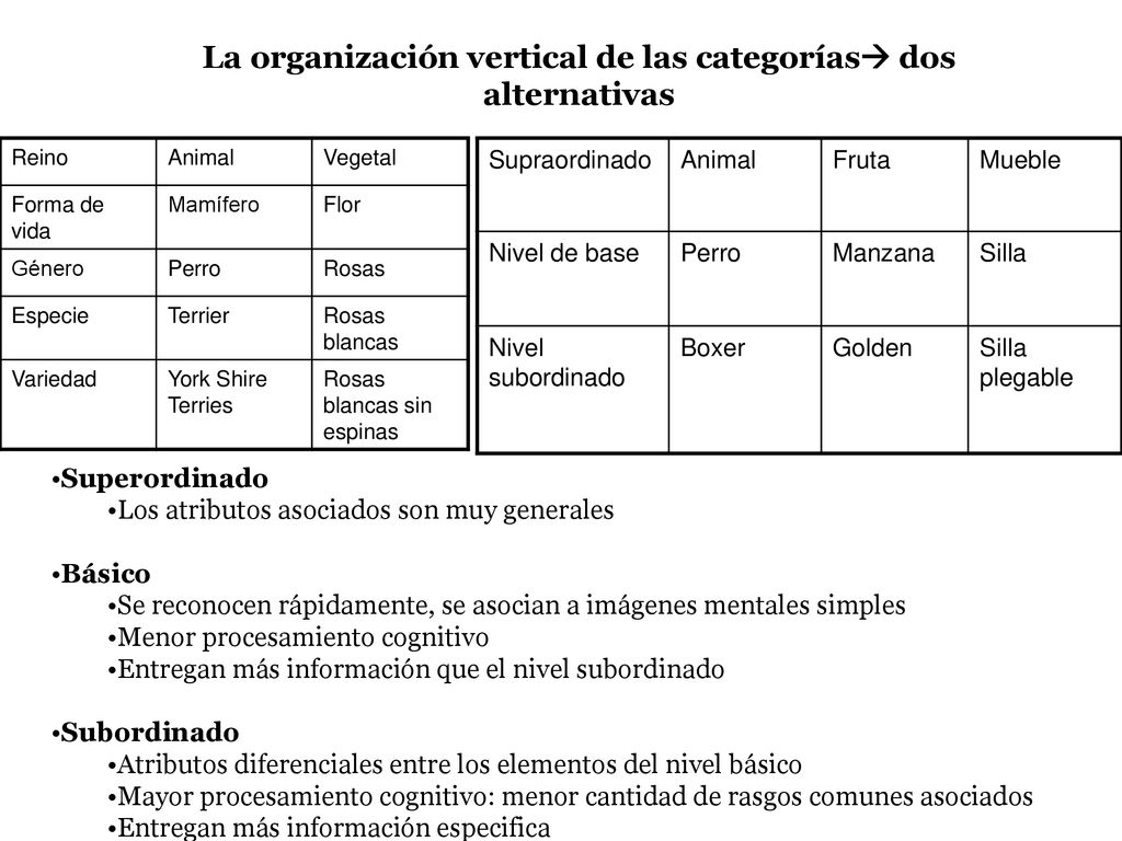 La organización vertical de las categorías dos alternativas