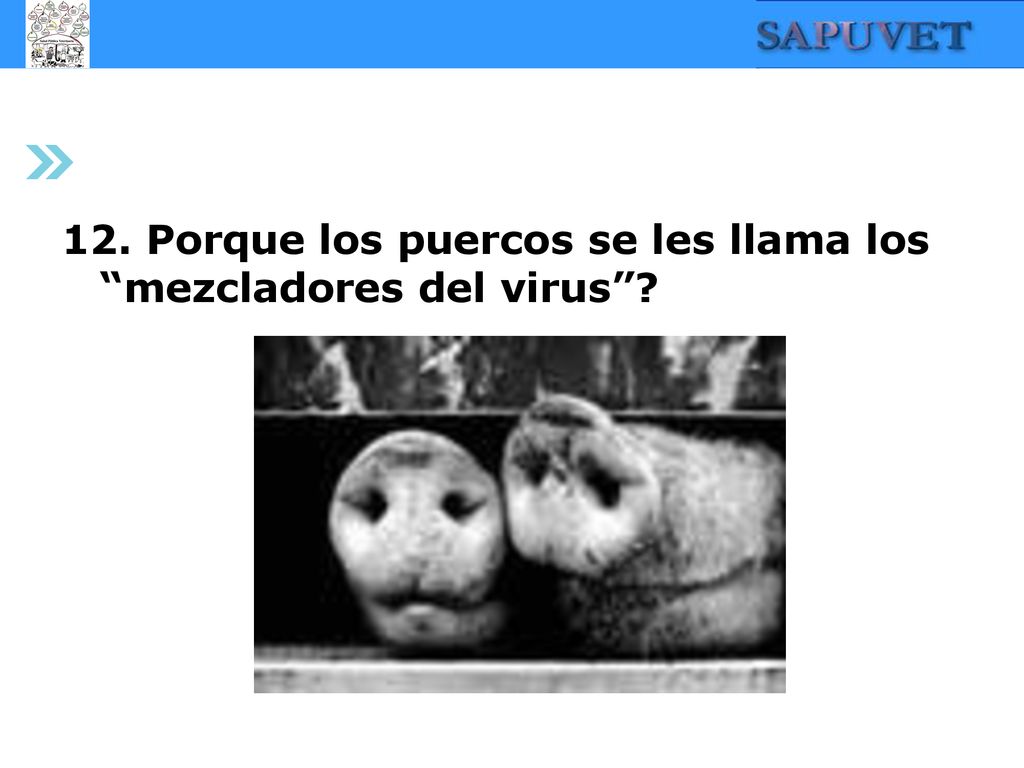 12. Porque los puercos se les llama los mezcladores del virus