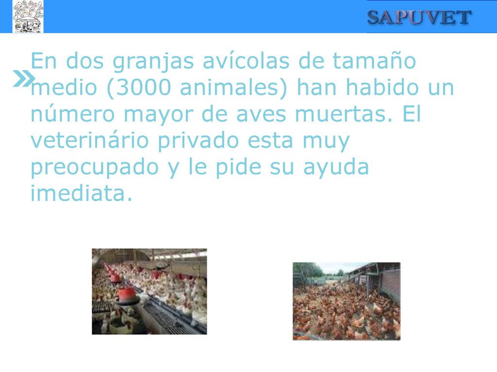 En dos granjas avícolas de tamaño medio (3000 animales) han habido un número mayor de aves muertas.