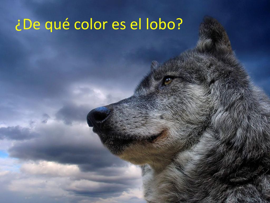 ¿De qué color es el lobo