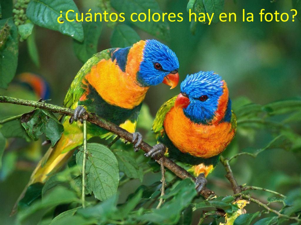 ¿Cuántos colores hay en la foto