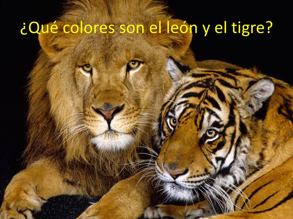 ¿Qué colores son el león y el tigre