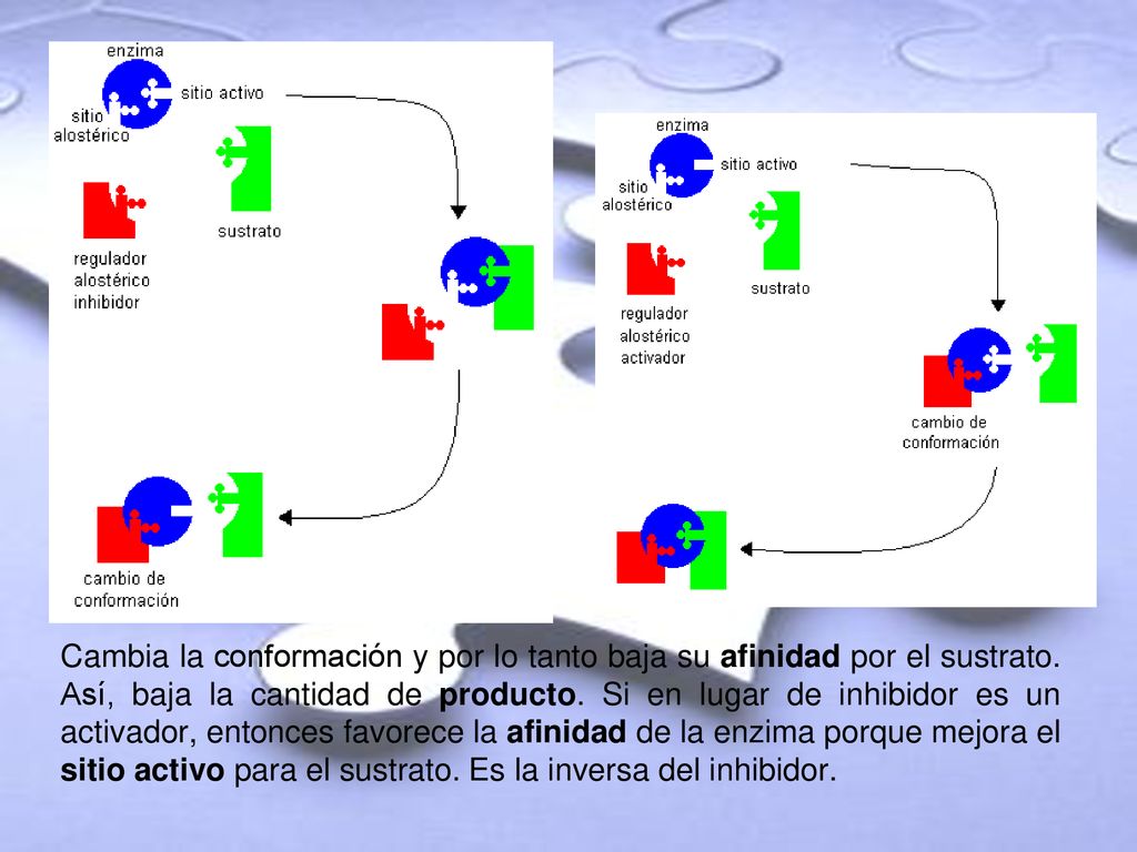 Cambia la conformación y por lo tanto baja su afinidad por el sustrato