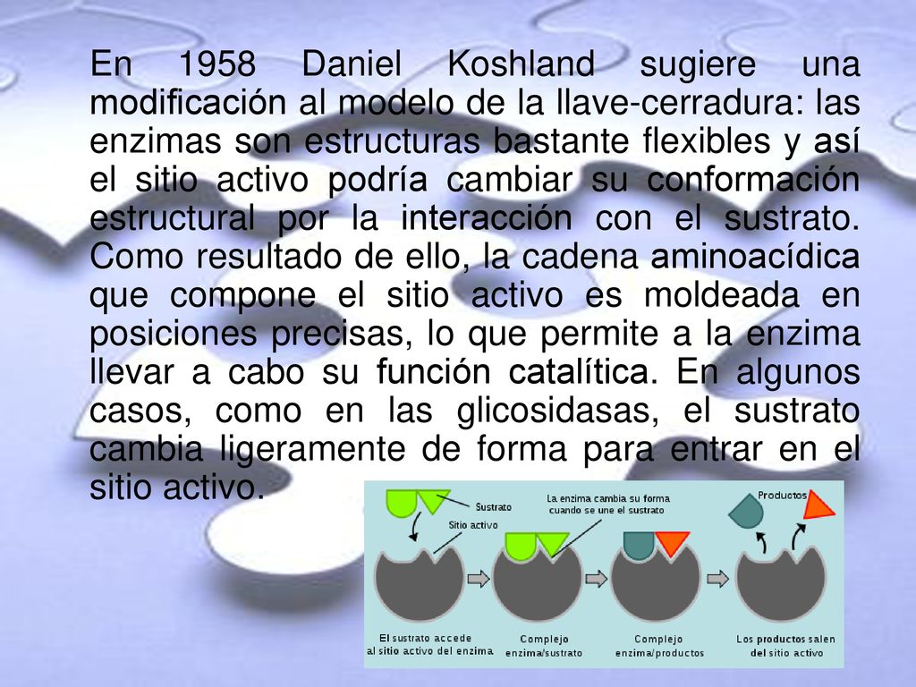 En 1958 Daniel Koshland sugiere una modificación al modelo de la llave-cerradura: las enzimas son estructuras bastante flexibles y así el sitio activo podría cambiar su conformación estructural por la interacción con el sustrato.