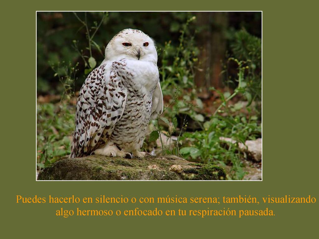 Puedes hacerlo en silencio o con música serena; también, visualizando algo hermoso o enfocado en tu respiración pausada.