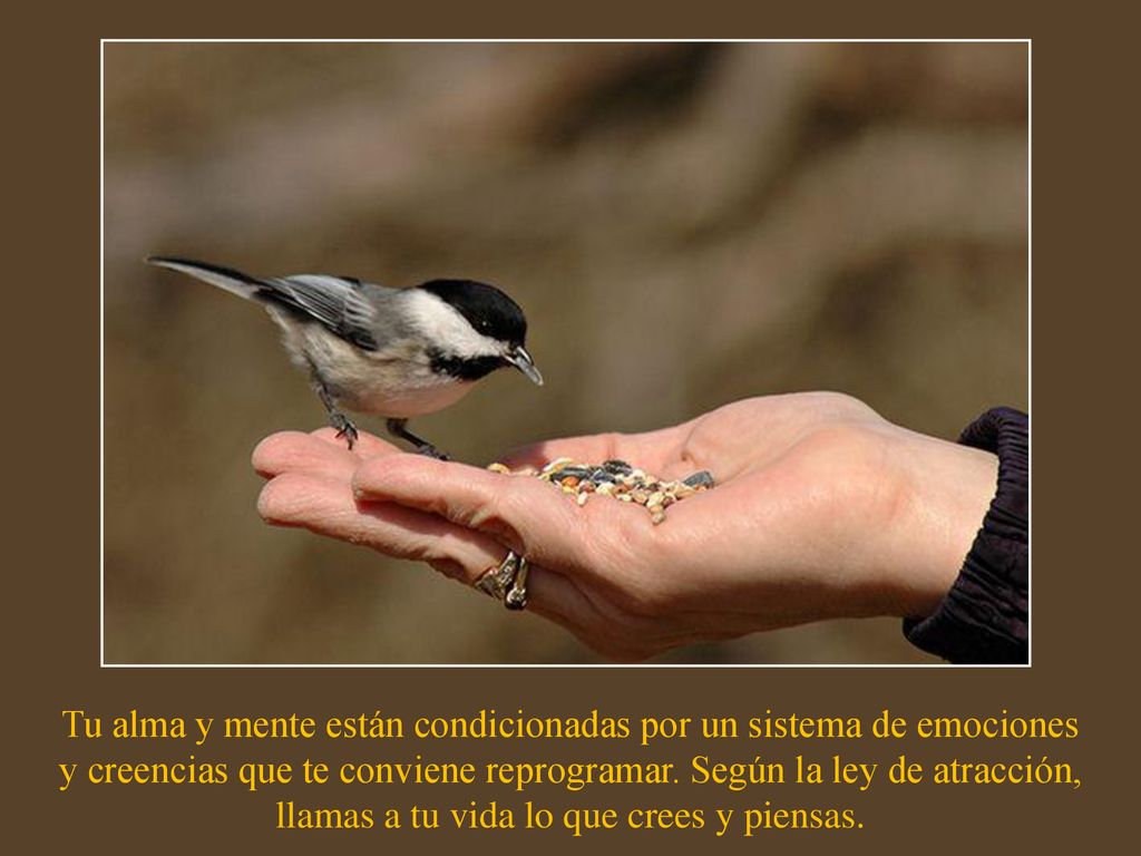 Tu alma y mente están condicionadas por un sistema de emociones y creencias que te conviene reprogramar.